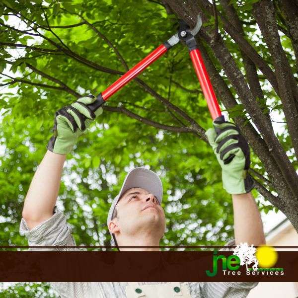 JNE Tree Services