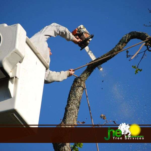 JNE Tree Services